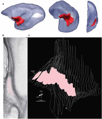 Internal Subdivisions of the Marmoset Claustrum Complex: Identification by Myeloarchitectural Features and High Field Strength Imaging